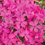 overhead view of the Drummond's Pink Creeping Phlox