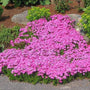 pink drummonds Creeping Phlox planted en masse
