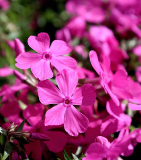 Drummond's Pink Creeping Phlox