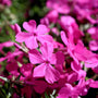 hot pink garden blooms Drummonds Pink Creeping Phlox.