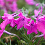 close up view of magenta pink blooms on drummond's pink creeping phlox groundcover perennial