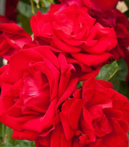 Dublin Bay Red Climbing Rose Bushes