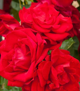 Dublin Bay Red Climbing Rose Bushes