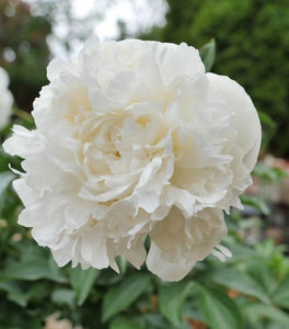 Duchesse De Nemours Peony