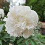 white flowering peony perennial Duchesse De Nemours Peony