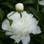 Duchesse De Nemours Peony white flowering peony