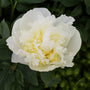 white peony in bloom