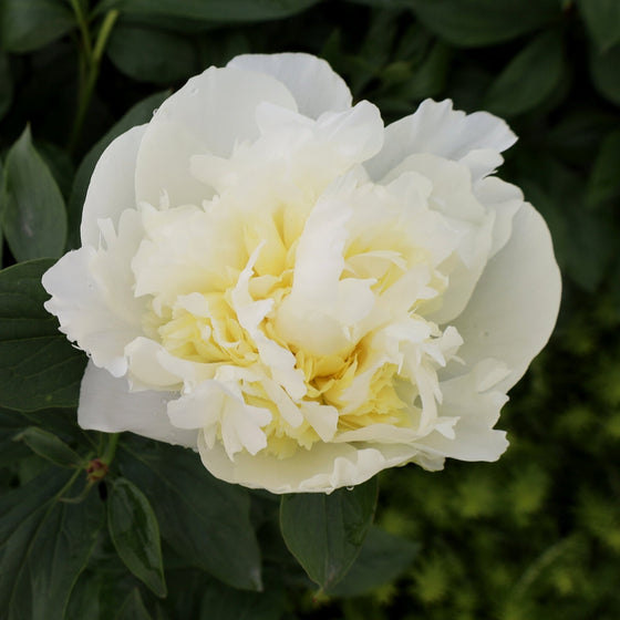 Peony Duchesse De Nemours for Sale | Garden Goods Direct