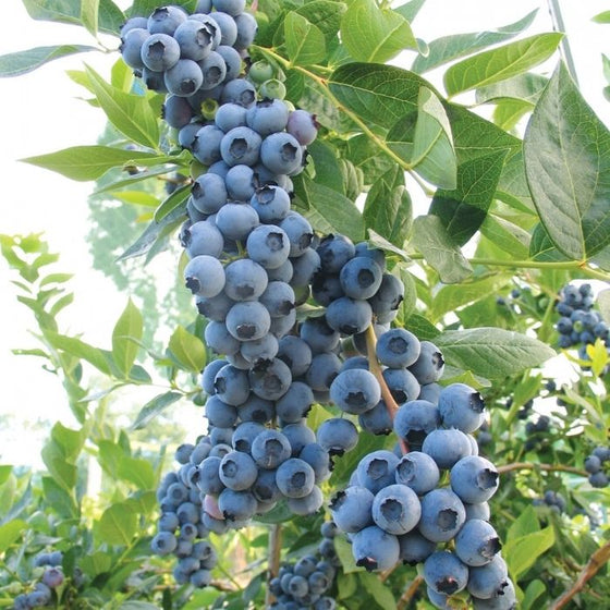 Duke Blueberry Bushes with edible blueberries