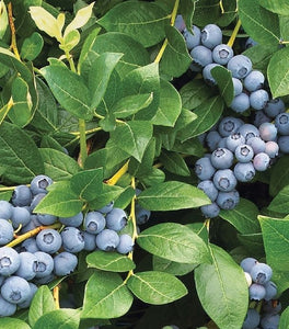 Duke Blueberry Bush