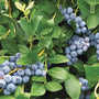 Duke Blueberry Bushes with ripe blueberries