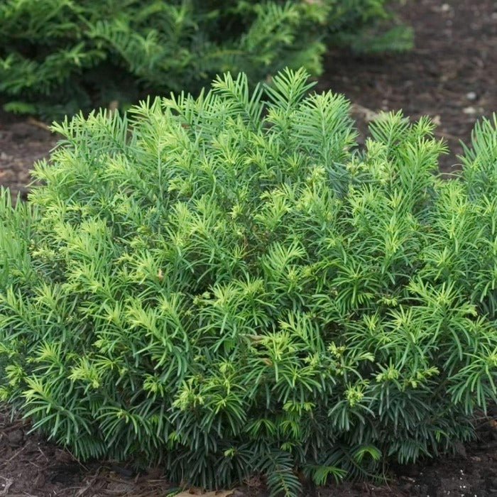 Buy Duke Gardens Plum Yew Online | Garden Goods Direct