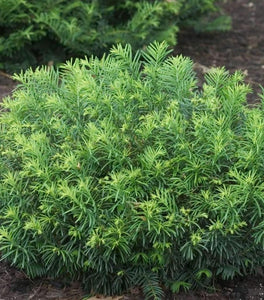 Duke Gardens Plum Yew