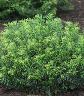 Duke Gardens Plum Yew