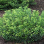 Yew Jap Plum Duke Gardens shrub in a dwarf size
