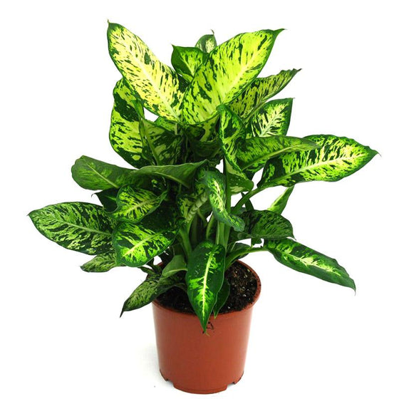 Dumb cane dieffenbachia compacta small foliage houseplats with speckles