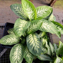 Dumb Cane Plant variegated cream and green foliage