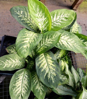Dumb Cane Plants