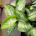 dieffenbachia gorgeous variegated foliage