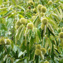 Close up of leaves and bountiful nuts of Dunstan Chestnut Tree