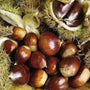 Close up of chestnut harvest ready to roast from the American Dunstan Chestnut Tree