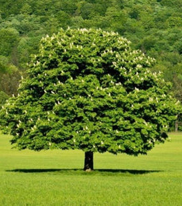 Dunstan Chestnut Tree