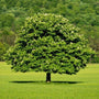 Dunstan Chestnut Tree full of leaves and flowering in the landscape
