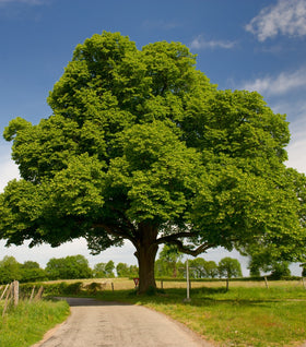 Dunstan Chestnut Tree