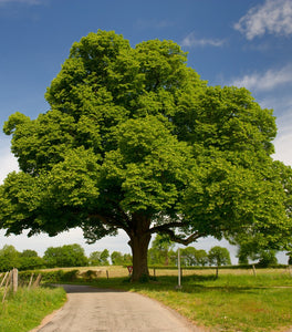 Dunstan Chestnut Tree