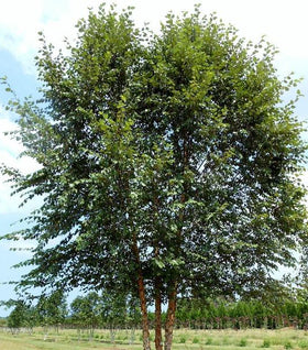 Dura Heat River Birch