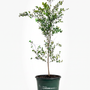 potted dura heat river birch tree