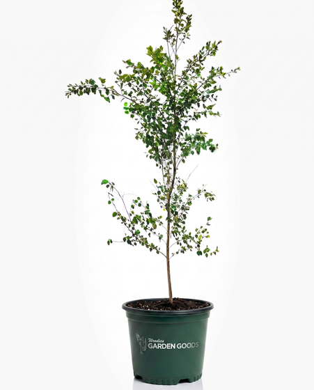 potted dura heat river birch tree