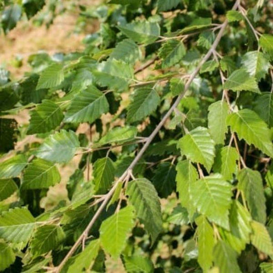 dura heat birch tree green foliage close up