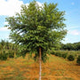 fast growing dura heat birch tree