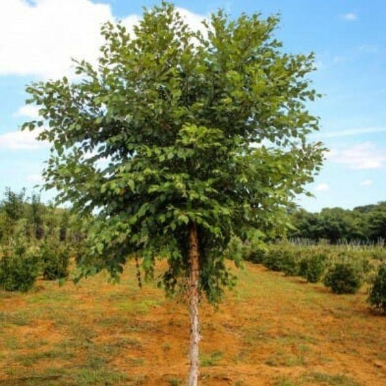fast growing dura heat birch tree