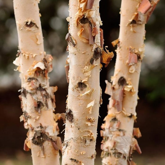 close up of bark on dura heat river birch tree