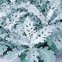 Close up of Dusty Miller