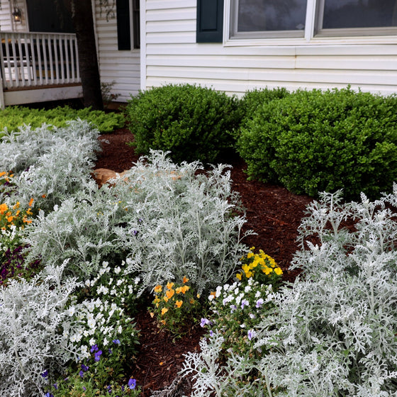 Close up of silver foliage of dusty miller