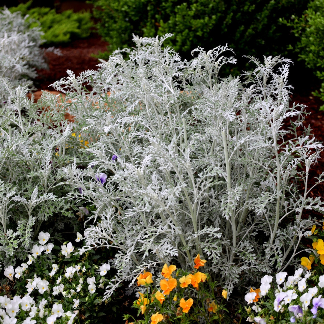 silver dust plant indoors Silver Leaf Dusty Miller Plant