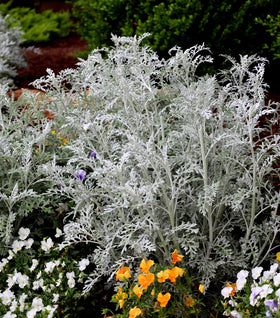 Dusty Miller