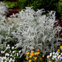 bright dusty miller in an annual garden