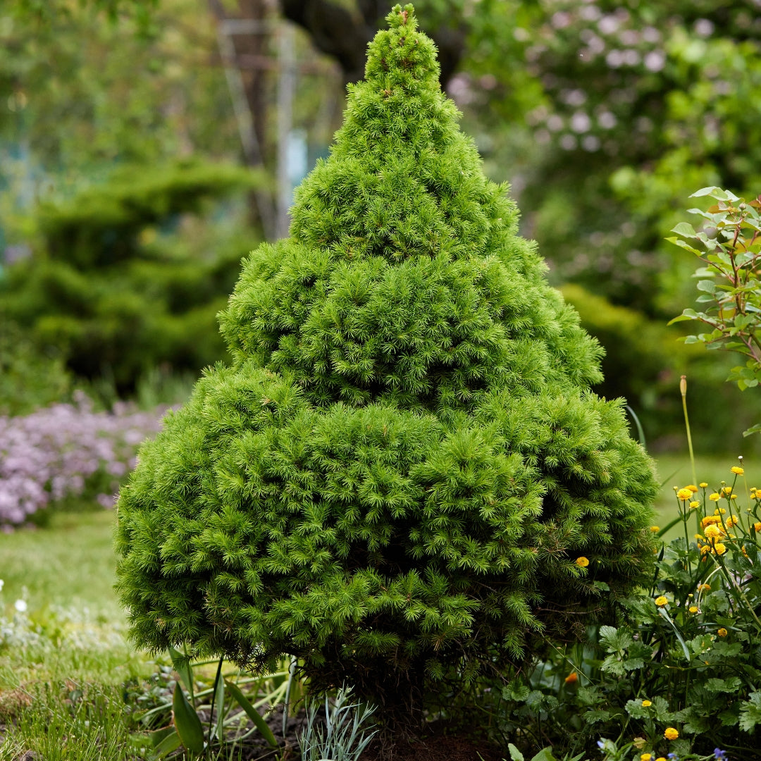 Compact Spruce Dwarf Alberta Spruce for Sale | Compact Evergreen Accent Plant
