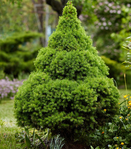 Dwarf Alberta Spruce