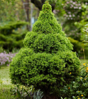 Dwarf Alberta Spruce