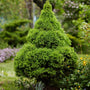 Vibrant green dwarf alberta spruce in lush spring landscape