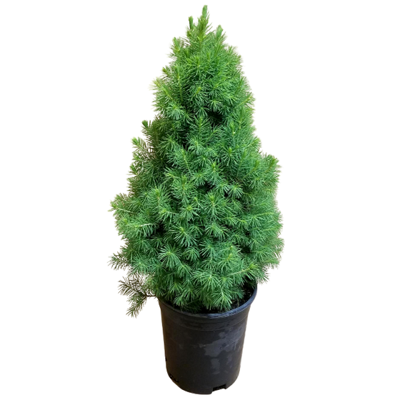 using a Dwarf Alberta Spruce as a Christmas tree