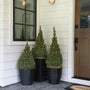 a group of potted Dwarf Alberta Spruces on a porch with lights