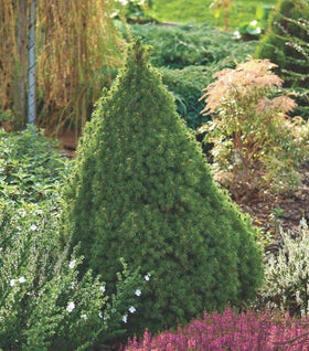 Dwarf Alberta Spruce
