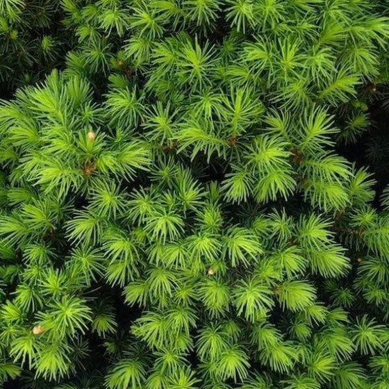close up of the green soft spring growth of Dwarf Alberta Spruce foliage