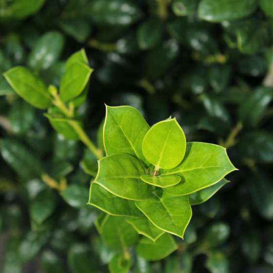 Dwarf Burford Holly vibrant green evergreen foliage